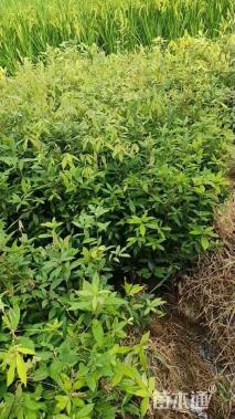 高度100厘米赤皮青冈