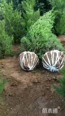 高度200厘米蜀桧