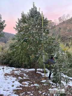 15公分红果冬青