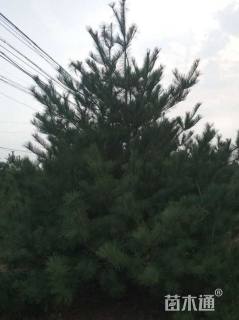 高度600厘米华山松