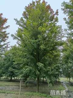 20公分美国红枫