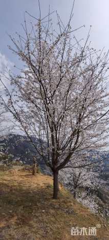 18公分染井吉野樱