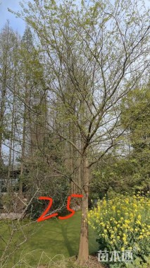 25公分朴树