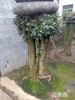 高度2000厘米金弹子