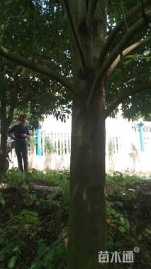 120公分乐昌含笑