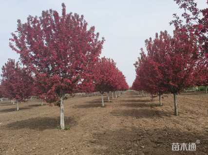 12公分北美海棠