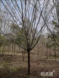 15公分木瓜海棠