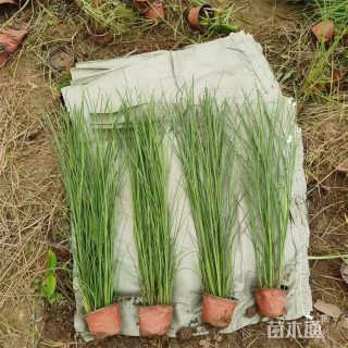 高度80厘米细叶芒