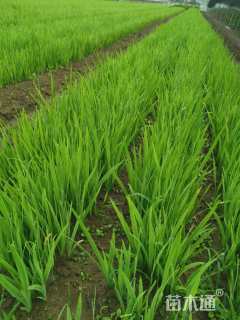 高度30厘米黄菖蒲