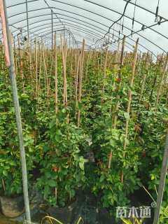 300厘米藤本月季