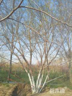 高度700厘米丛生五角枫