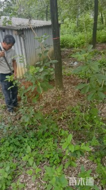 18公分黄花风铃木