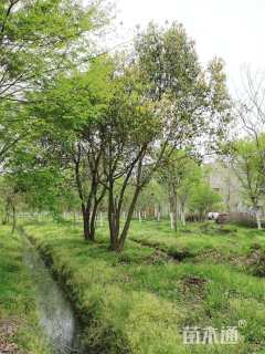 60公分丛生香樟