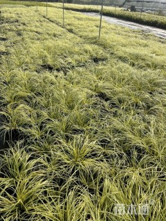 高度25厘米金叶苔草