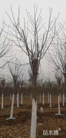 15公分秋紫白蜡