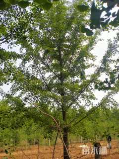 20公分丛生银杏