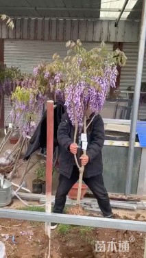 430厘米紫藤