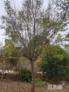 高度600厘米蜡梅