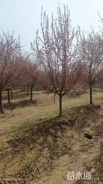 15公分亚当海棠