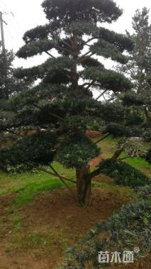 断根苗造型罗汉松