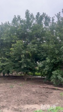 高度700厘米丛生三角枫