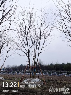 15公分(5杆)丛生朴树