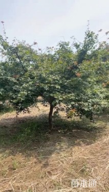 10公分日本红枫