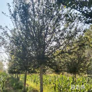 15公分垂丝海棠