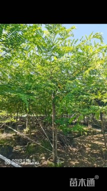 7公分粉花山扁豆