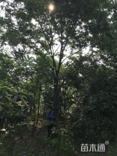 18公分榉树