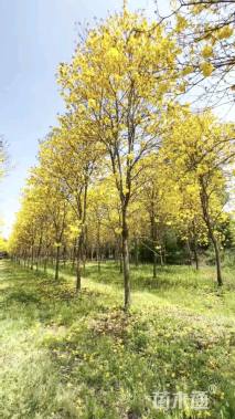 15公分黄花风铃木