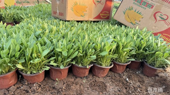 高度10厘米金鸡菊