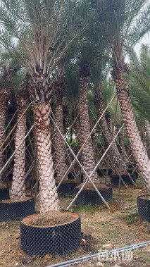 裸干高300厘米中东海枣