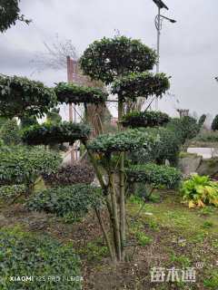 高度350厘米小叶女贞