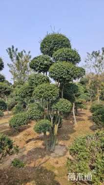 高度300厘米小叶女贞