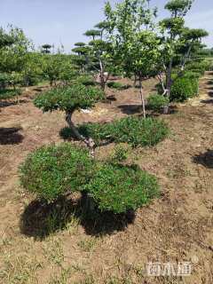 15公分造型对节白蜡