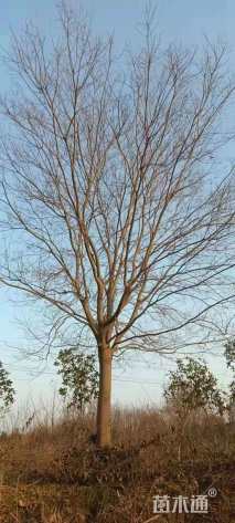 25公分朴树