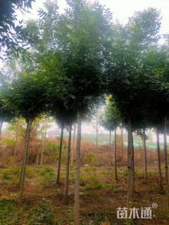 12公分秋紫白蜡