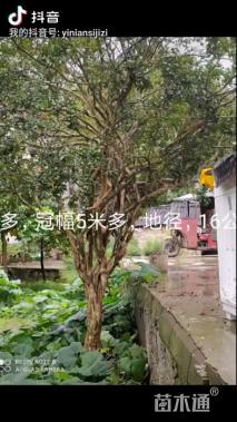 高度4厘米红花紫薇