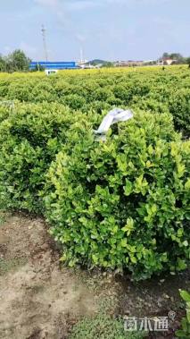 冠幅150厘米金森女贞球