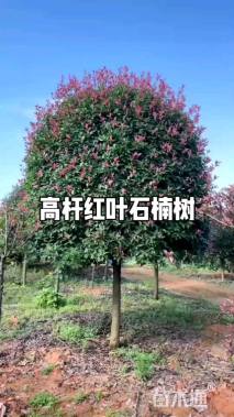 15公分红叶石楠