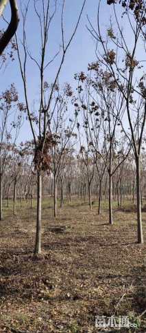 14公分黄山栾树