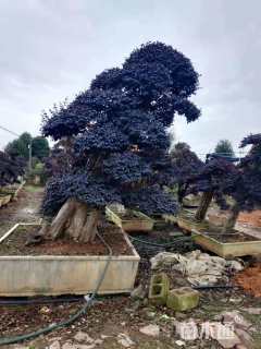 高度200厘米造型红花继木桩