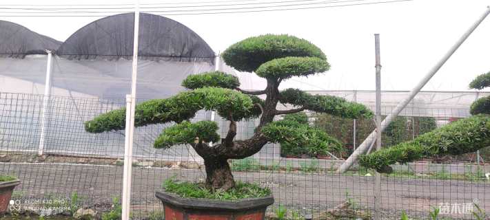 12公分海岛罗汉松