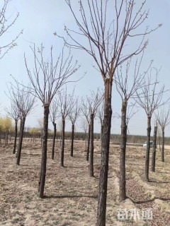 12公分嫁接香花槐