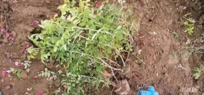 高度50厘米四季玫瑰