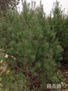 高度2000厘米白皮松