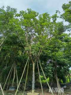 10公分紫花风铃木