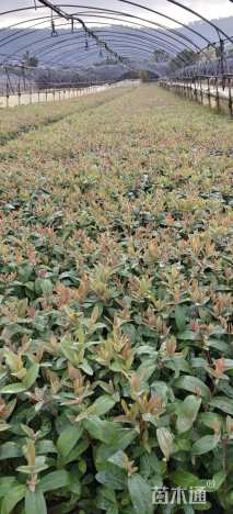 高度40厘米金丝桃