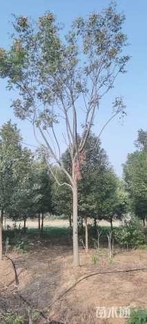 18公分黄山栾树